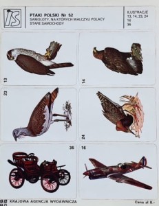 IS Ilustracje Samoprzylepne - Ptaki Polski nr 052 - naklejki