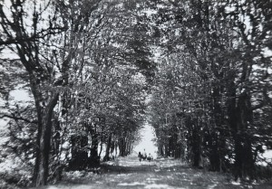 Pocztówka - Mogilany - Aleja grabowa w dawnym ogrodzie dworskim z XVI w. - fot. H. Hermanowicz